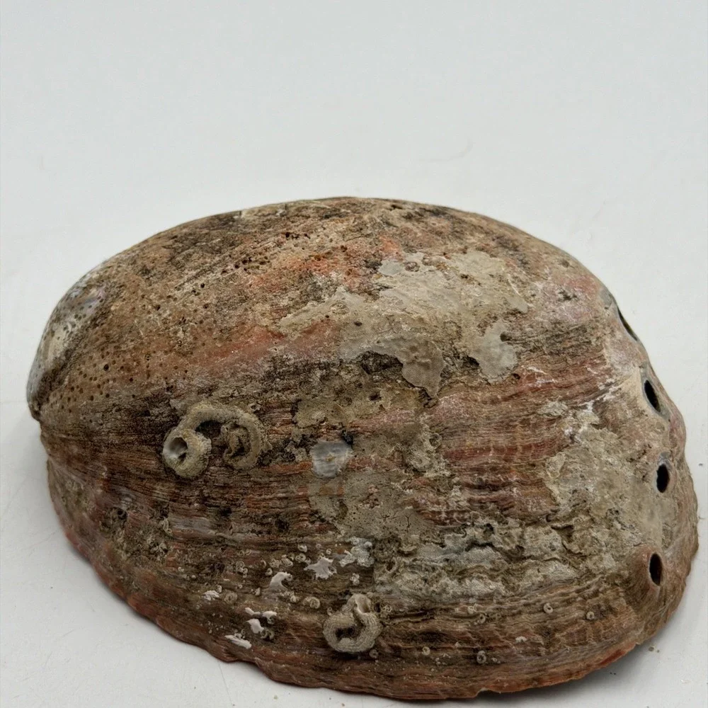 Extra Large Abalone Shell Unpolished Display Piece
